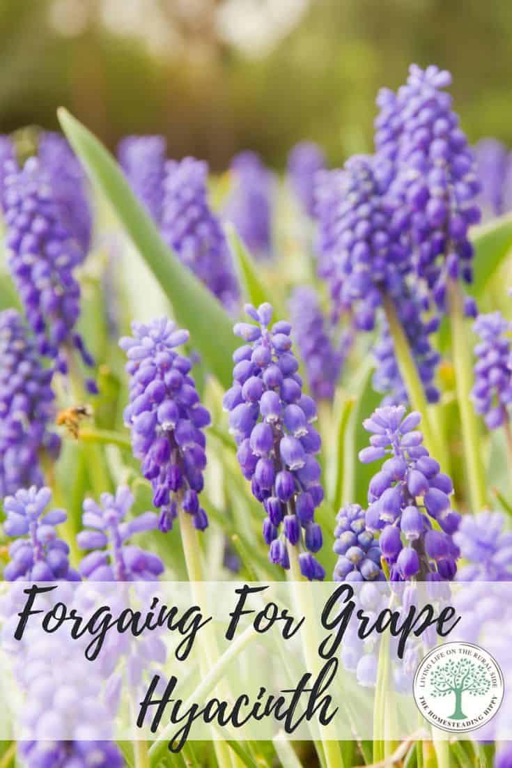 Grape Hyacinth pin image