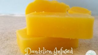 dandelion infused shampoo bars