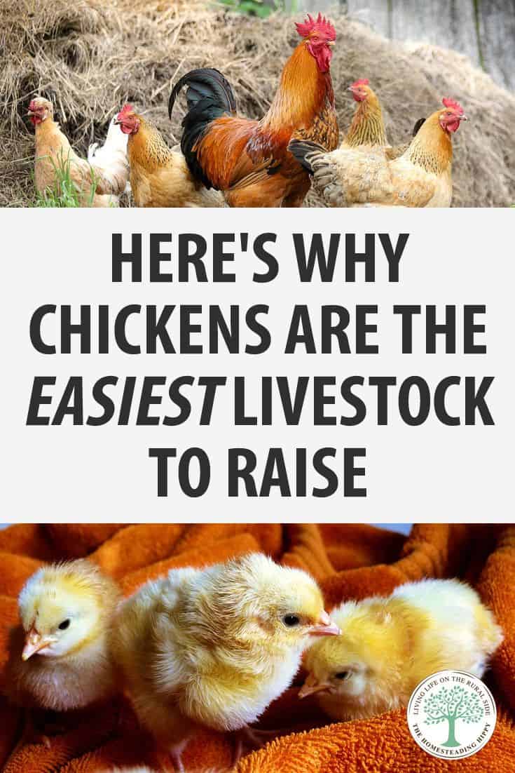 chickens easy to raise pin