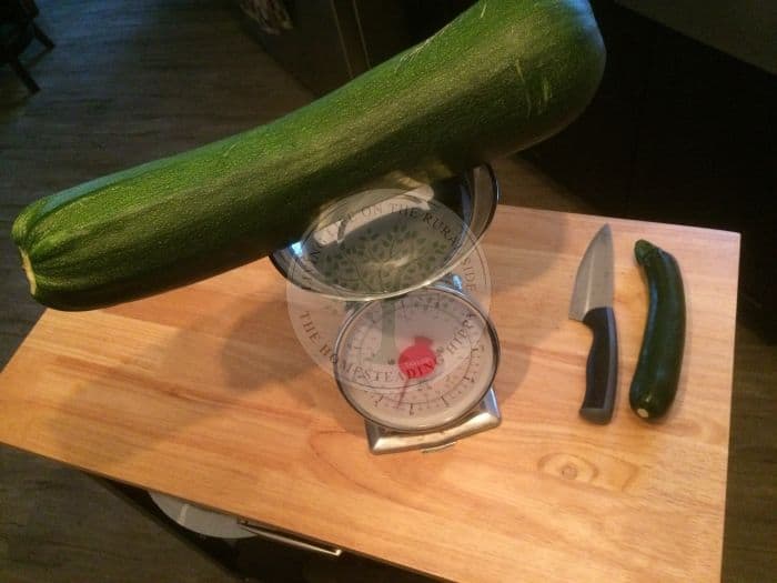 Large Zucchini on a Scale