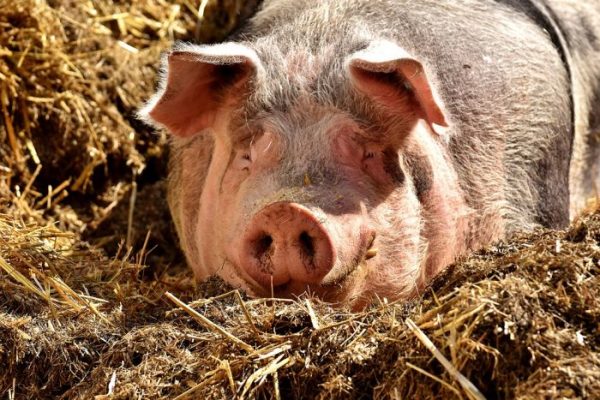 How Many Pigs Should You Have per Acre of Land? * The Homesteading Hippy