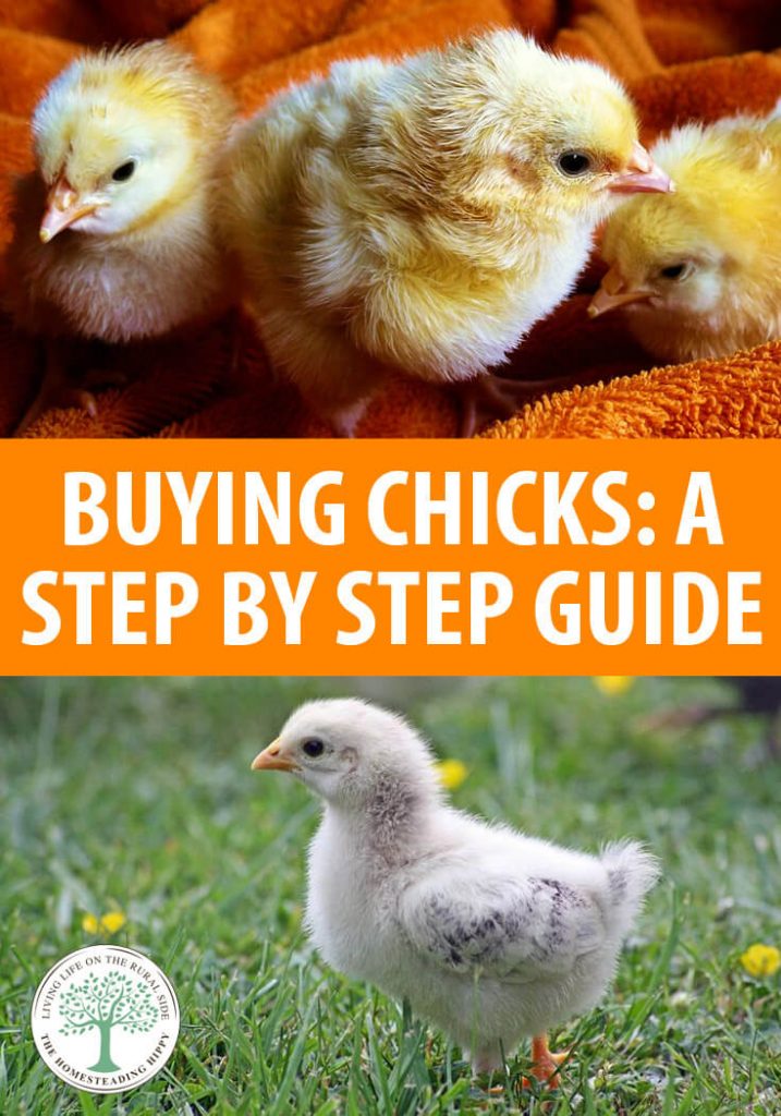 how to buy chicks pin