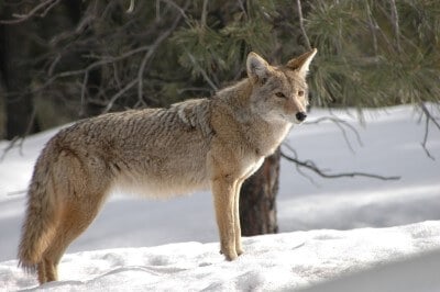 a coyote