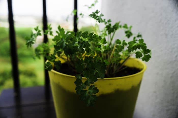 parsley plant in pot