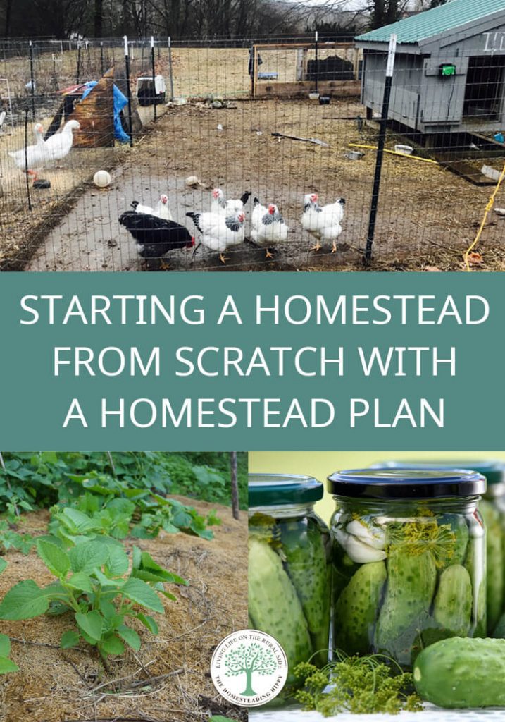 starting a homestead pin image