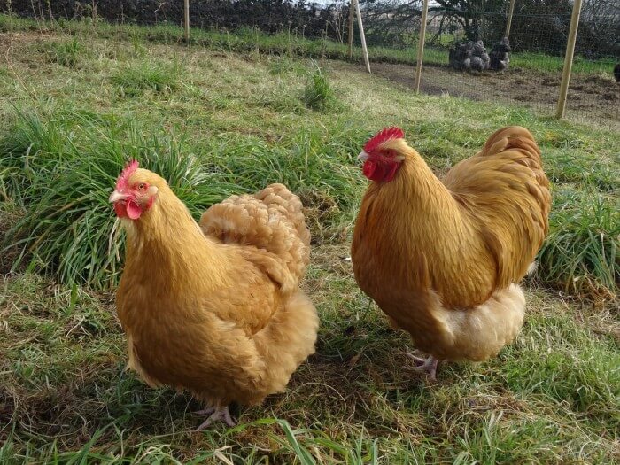 Buff Orpington hens
