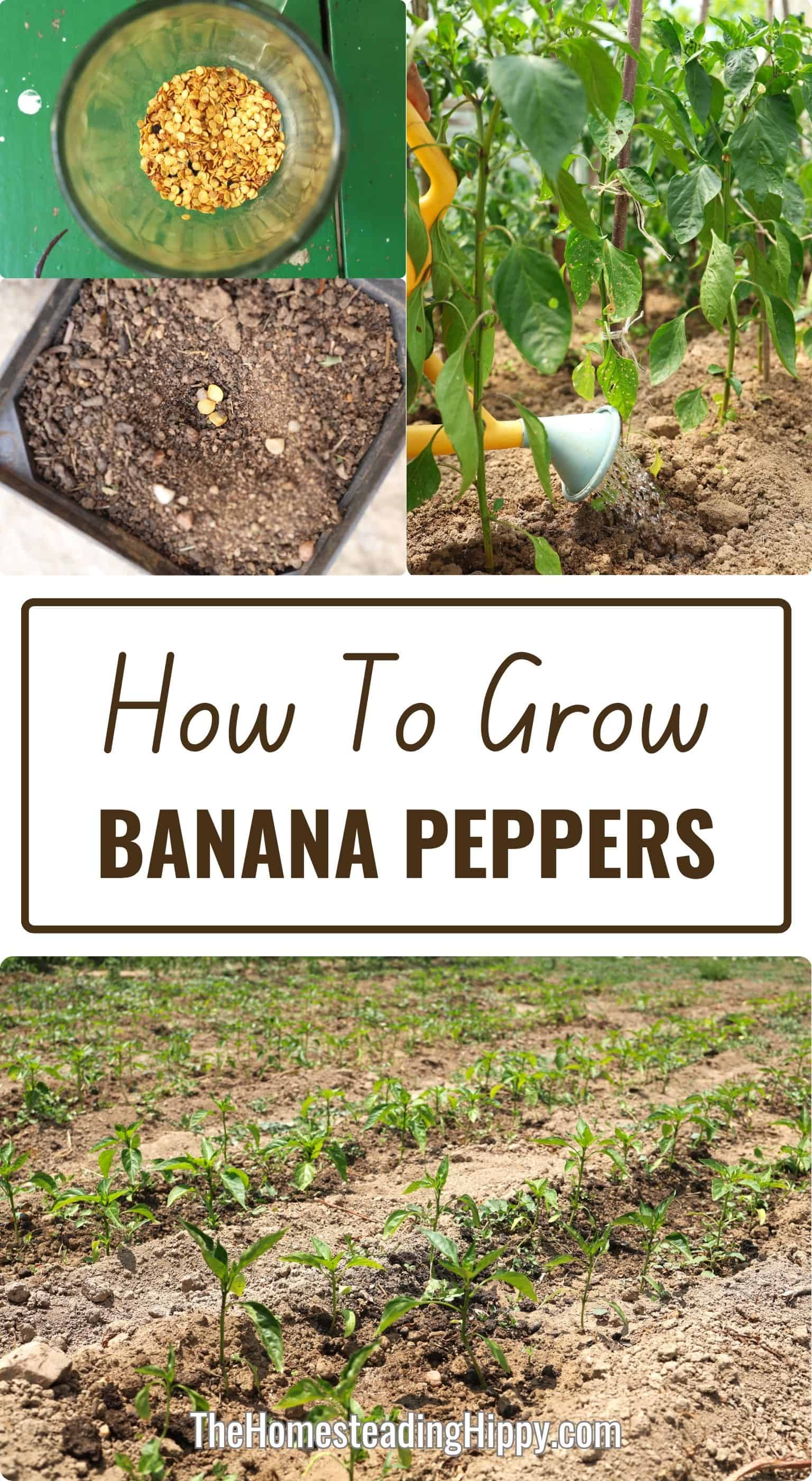 How To Grow Banana Peppers Step by Step