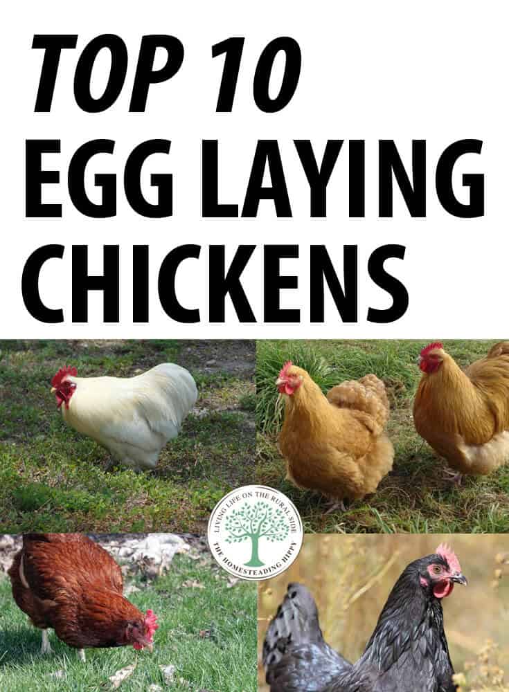 egg laying chickens pin
