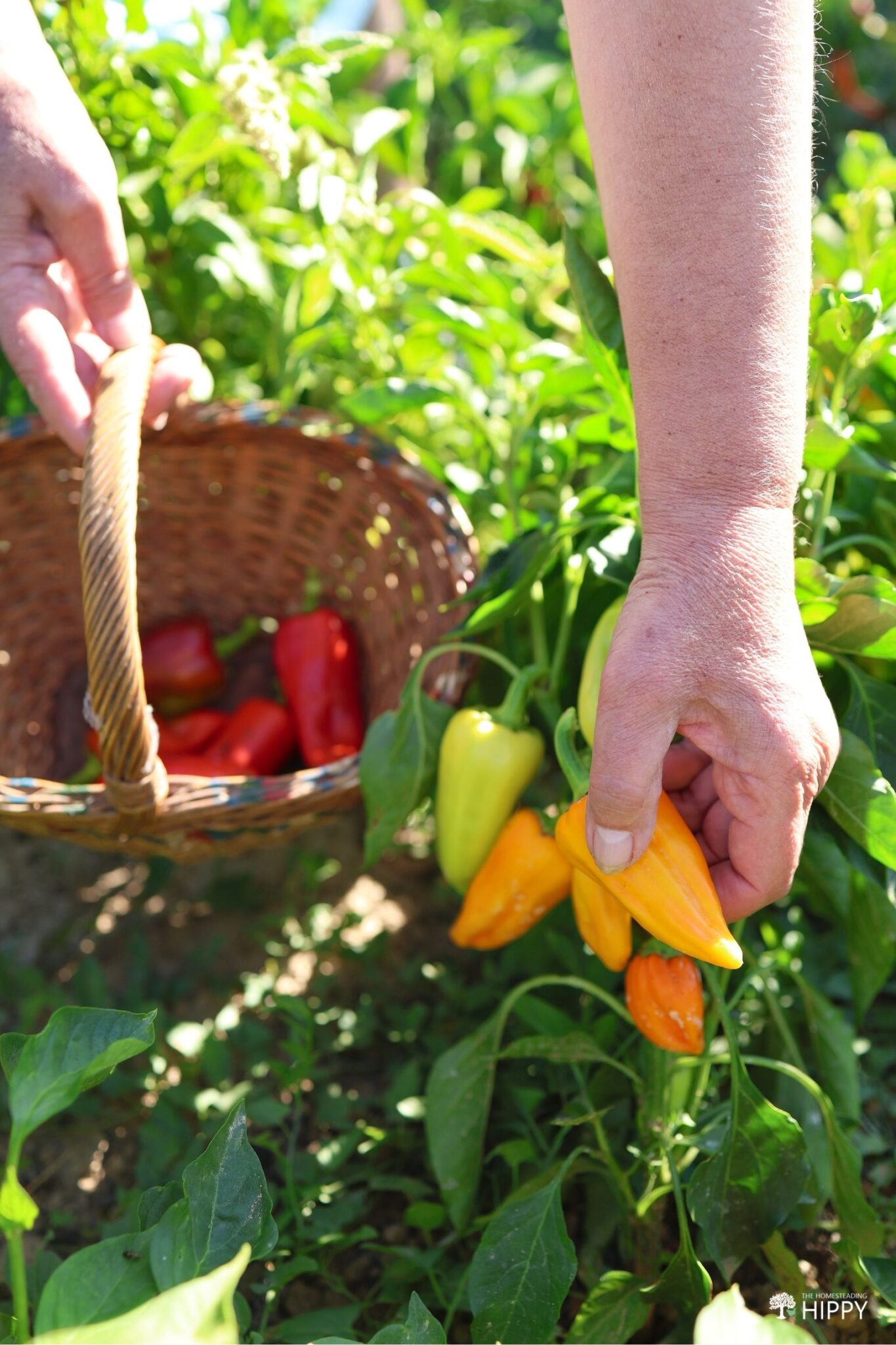 How To Grow Banana Peppers Step by Step