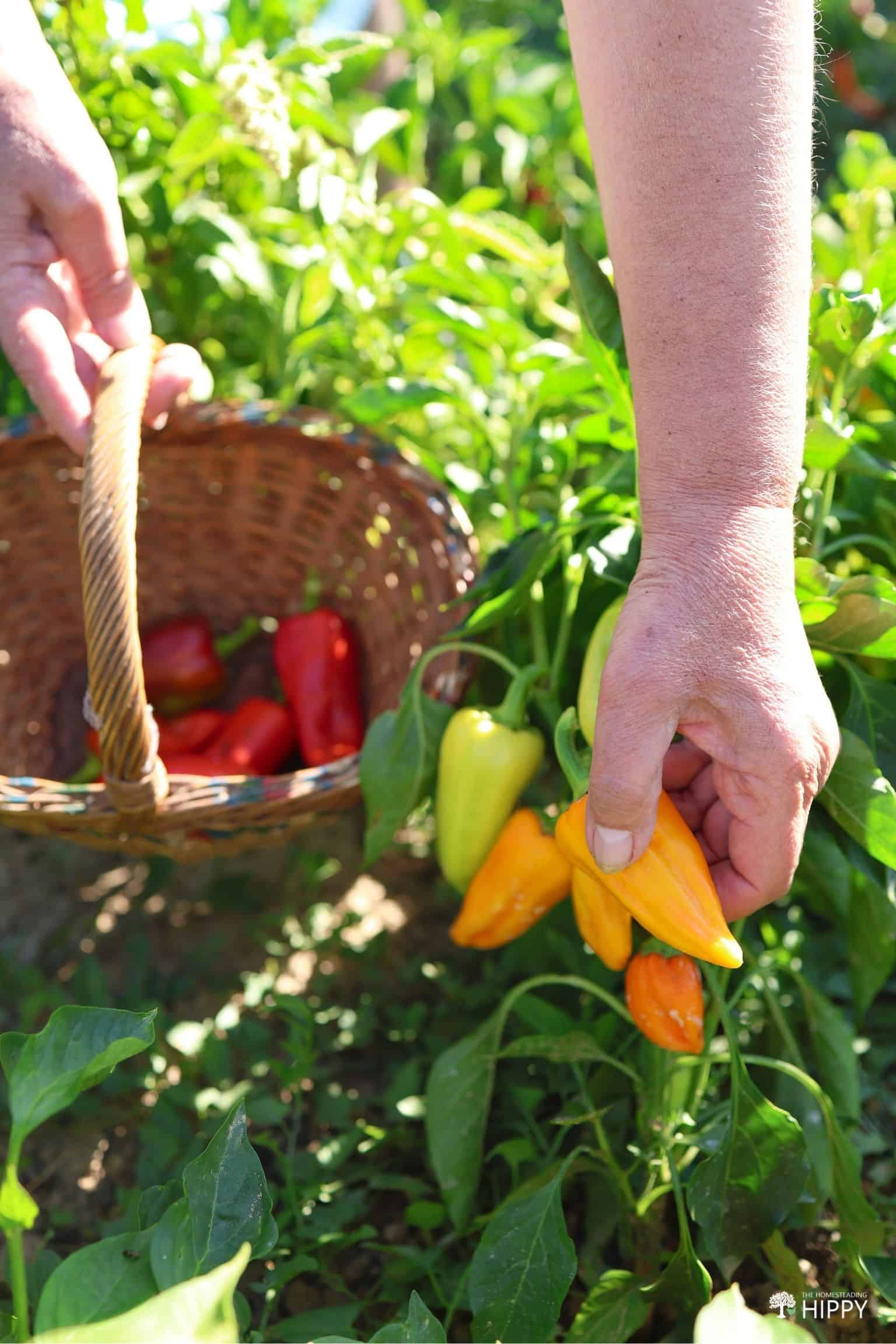How To Grow Banana Peppers Step by Step