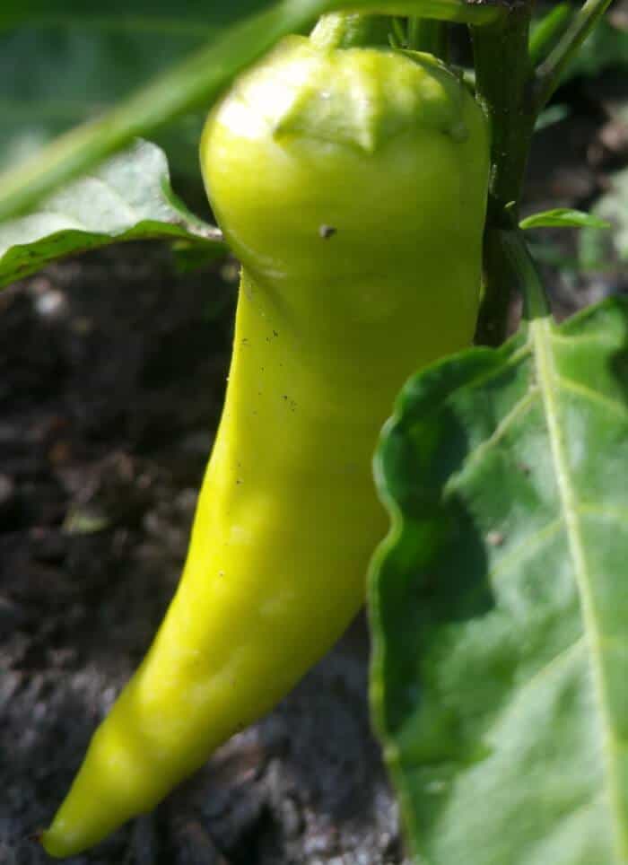 How to Grow Sweet Banana Peppers * The Homesteading Hippy