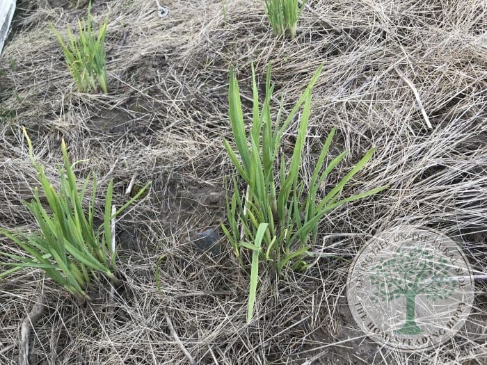 Garlic In Ground