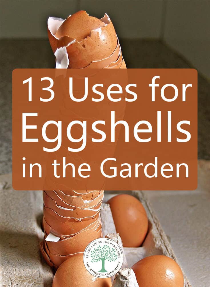 eggshell uses