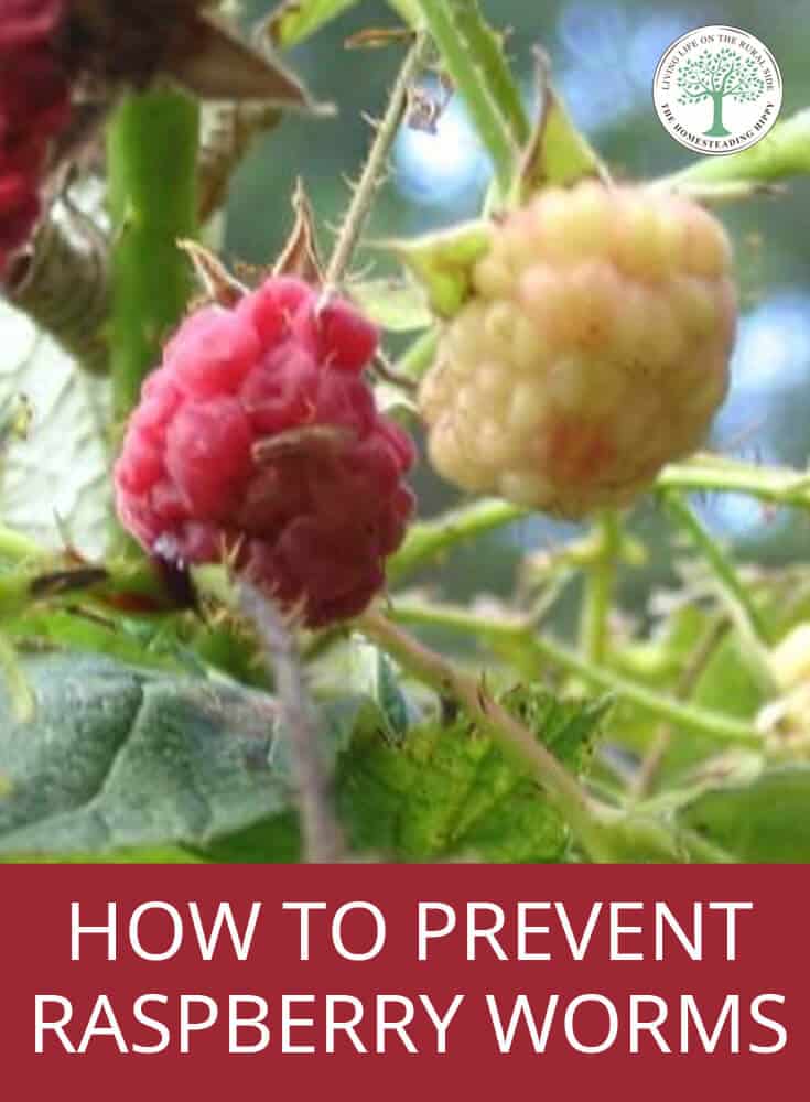 preventing raspberry worms pin