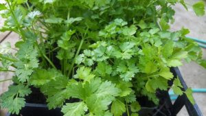 cilantro growing in pot
