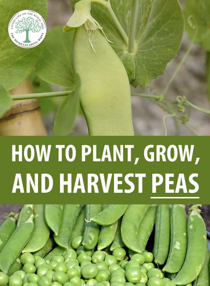 growing peas pin image