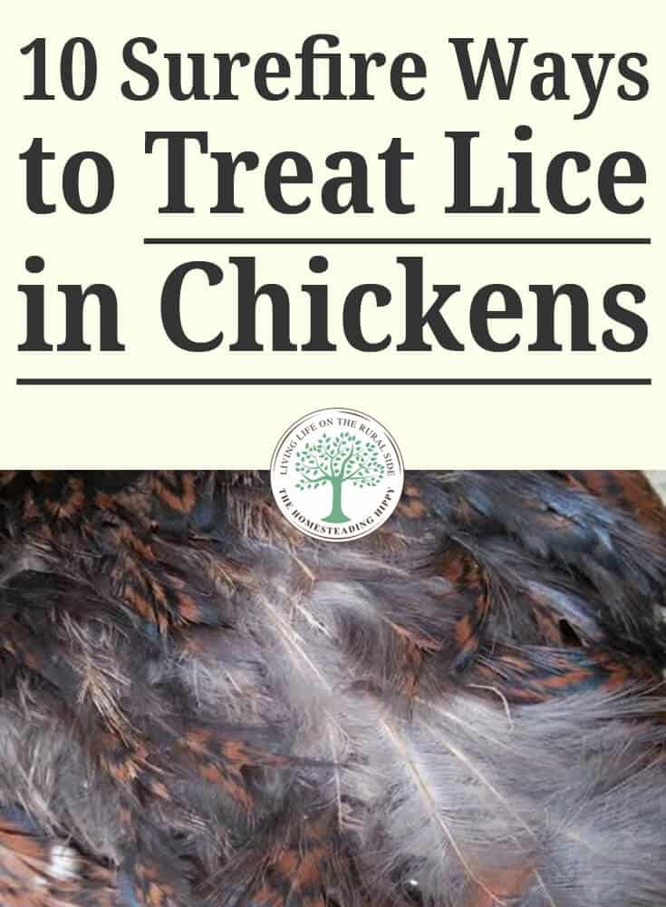 treating lice in chickens pin