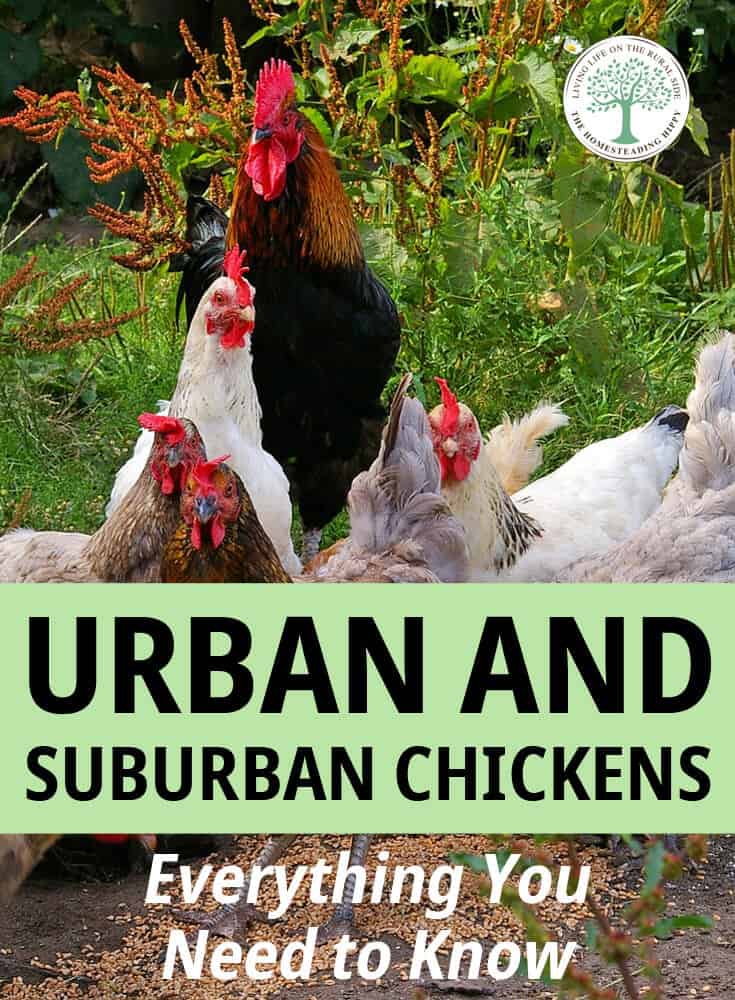 urban suburban chickens pin