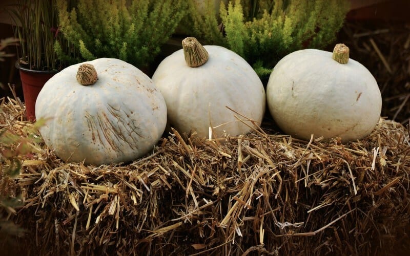 Are White Pumpkins Edible and good for you?