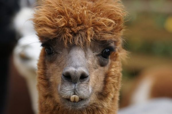 Raising Alpacas – Everything You Need to Know
