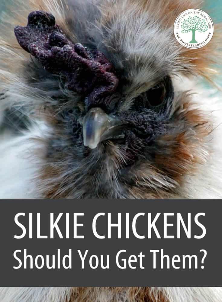 silkie chickens pin