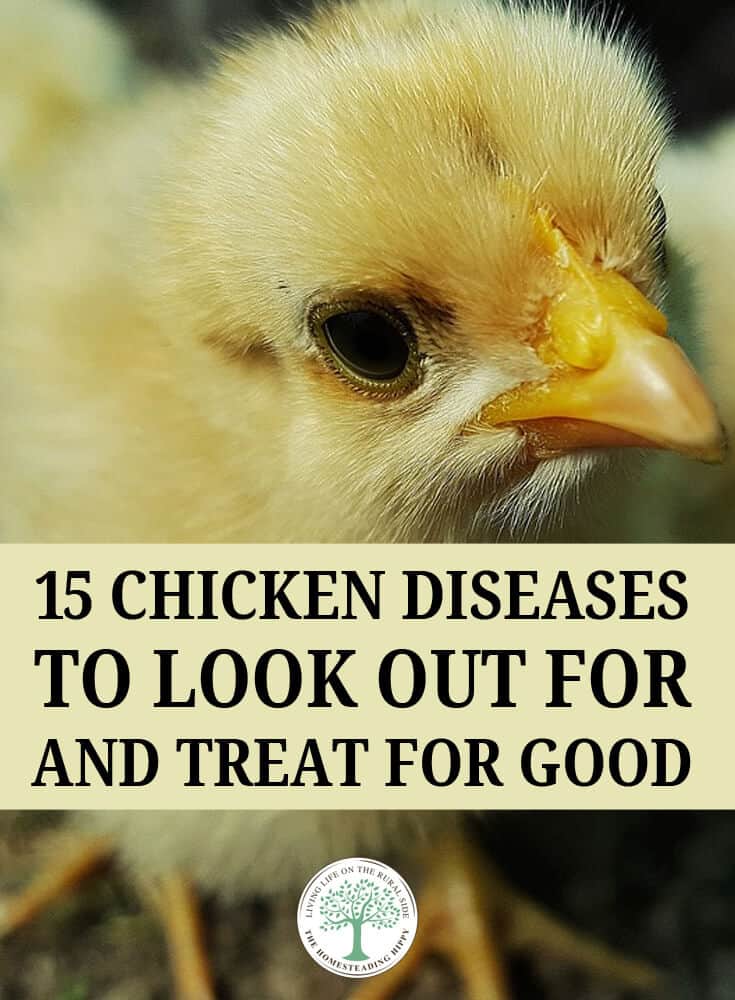 chicken diseases pin