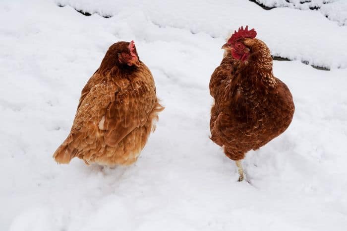chickens in the winter