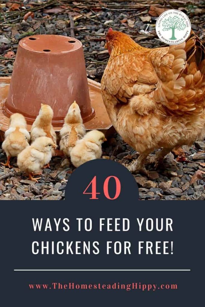 feeding chickens for free pin