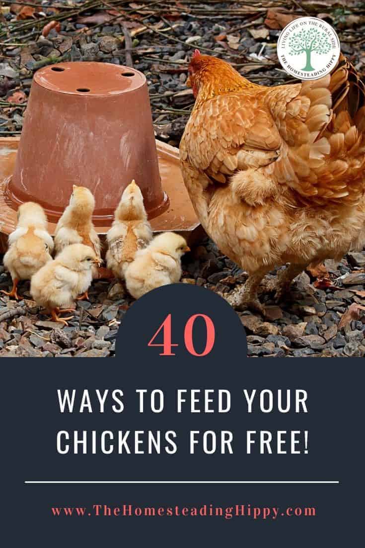 40 Ways To Feed Your Chickens for Free (No More Buying Feed)