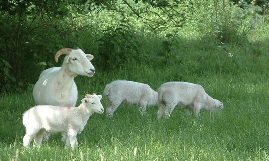 Wiltshire Horn sheep
