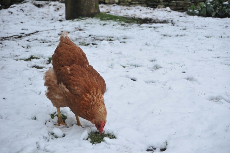 hen in the winter