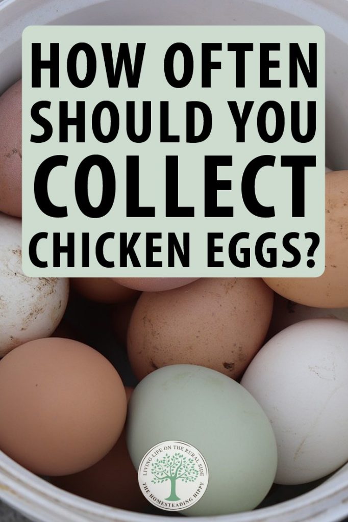 collecting chicken eggs pin