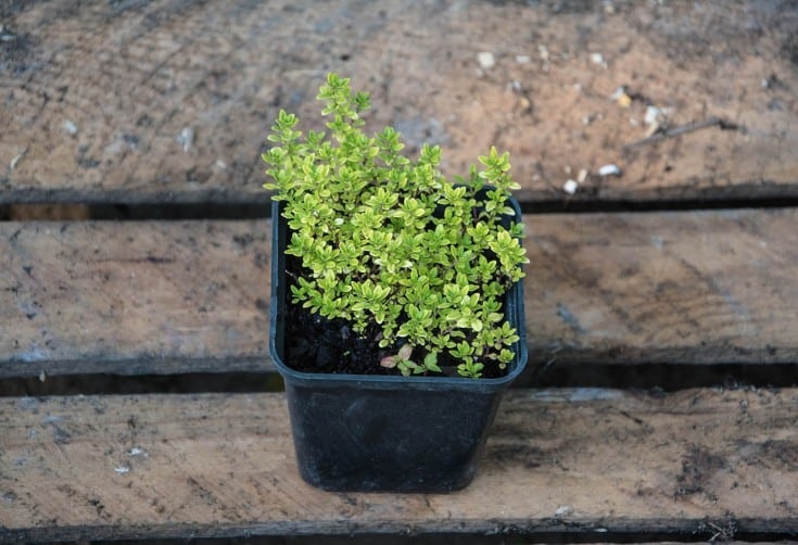thyme in pot