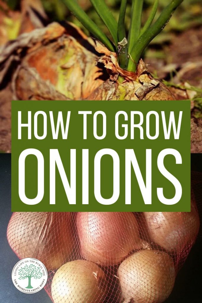 growing onions pin