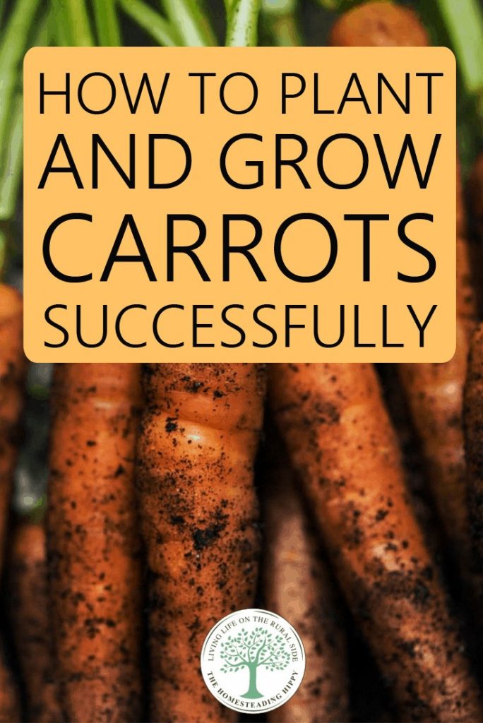 growing carrots pin