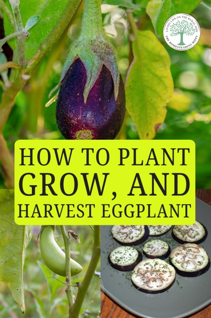 growing eggplant pin