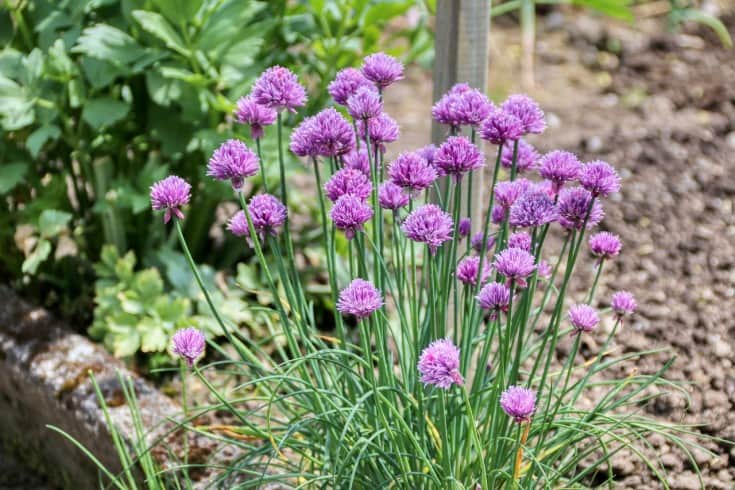 chives plants