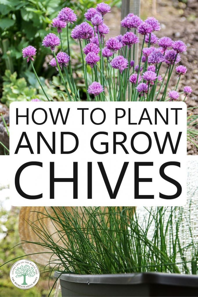 growing chives pin