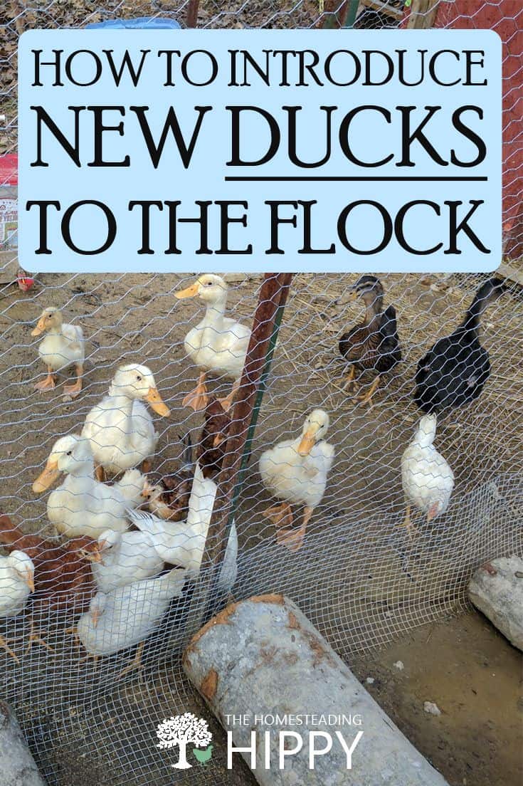 introducing new ducks pin