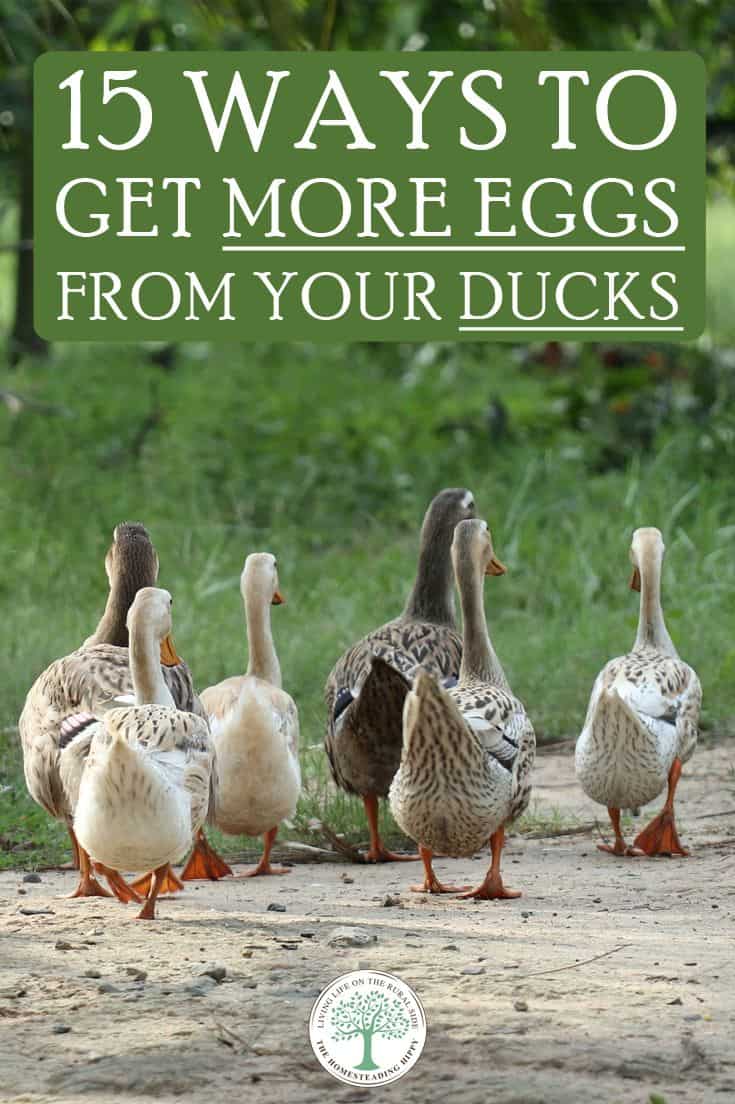 maximizing duck egg production pin