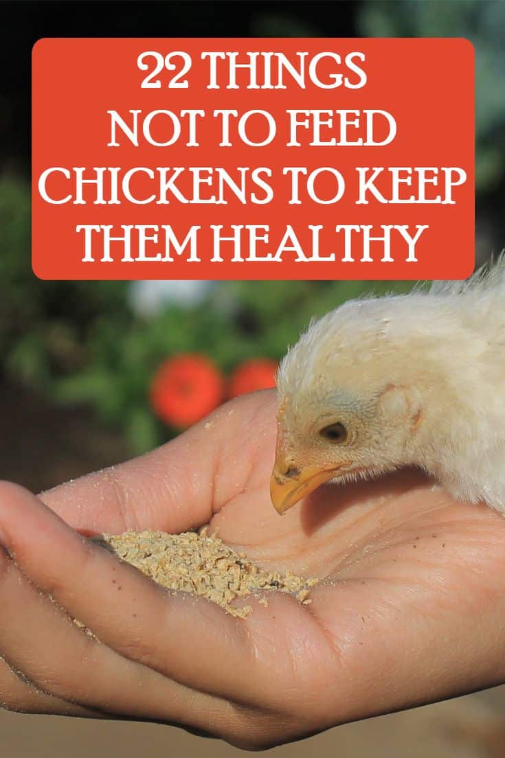 what not to feed chickens pinterest image