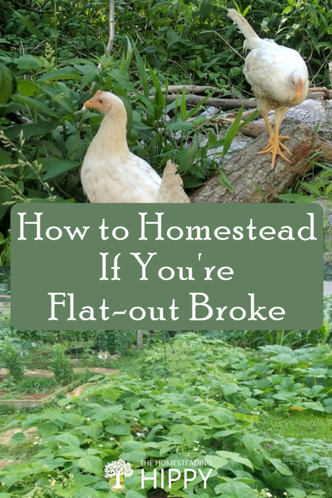 How to Homestead If You're Flat-out Broke