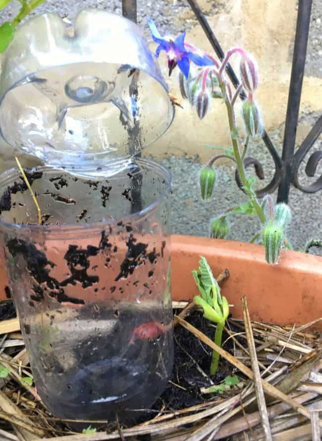 rainwater harvest plastic cup