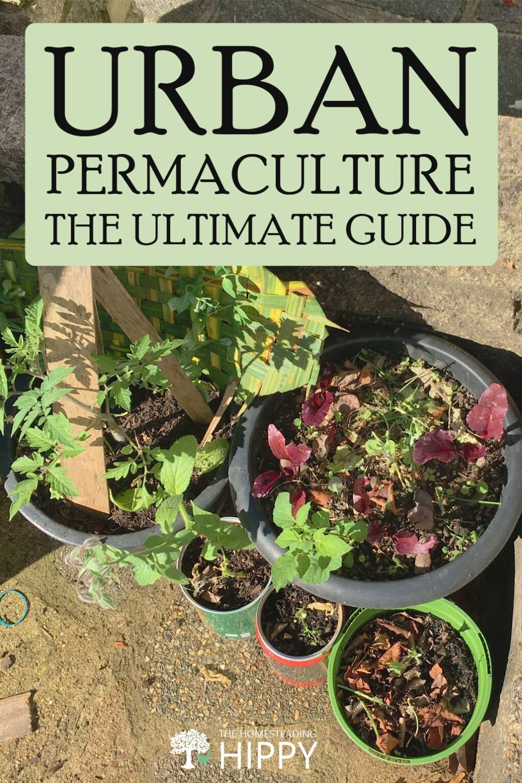 Urban Permaculture – The Ultimate Guide