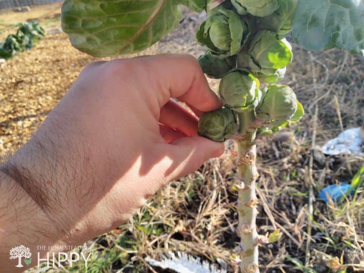 harvesting Brussels sprouts