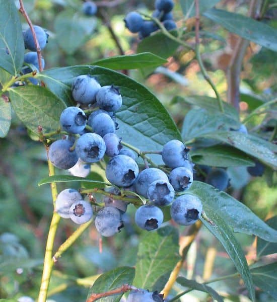 northern highbush blueberry