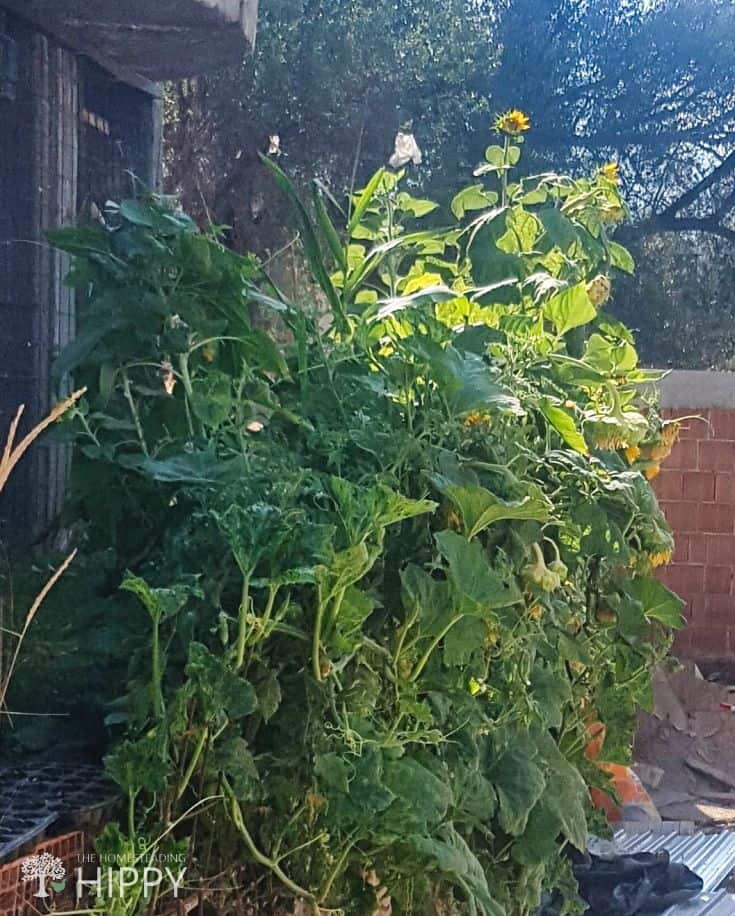 Sunflower, corn, beans, squash, tomatoes, peppers and pumpkin