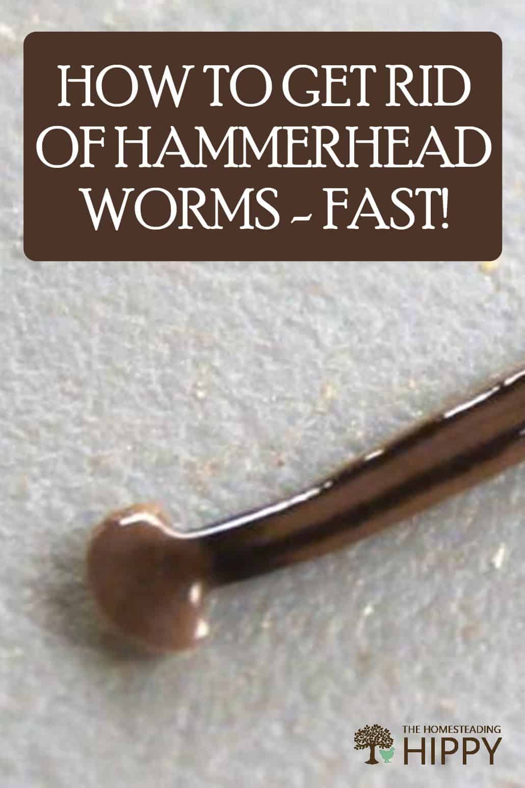 hammerhead worm pin