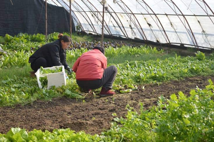 man and woman harvesting veggies in greenhouse