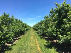 apple tree orchard